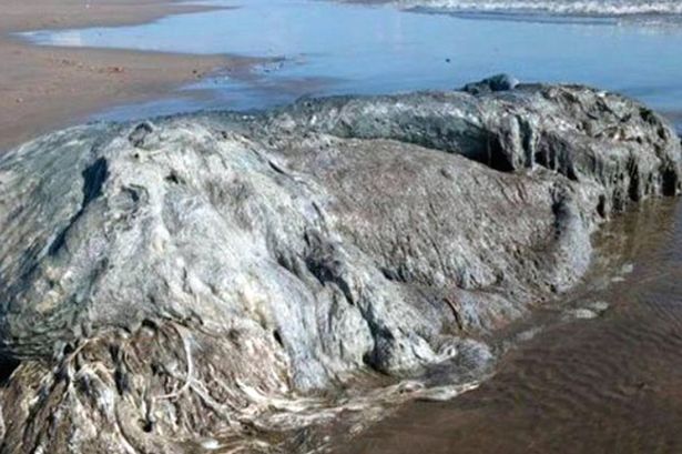 メキシコの海岸に全長4メートルのグロブスターが漂着│未確認生物と世界の謎chahoo