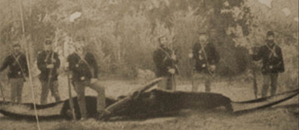 アメリカ大陸に巨鳥現る！未確認生物サンダーバード！