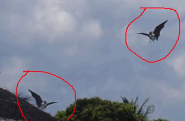 フィリピンに伝わる未確認生物アスワンは吸血鬼？