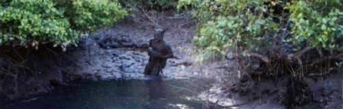 ブラジルの怪人バイーアビーストは未確認生物か？