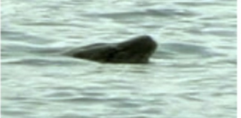 カナダの伝説の未確認生物ウィッピー