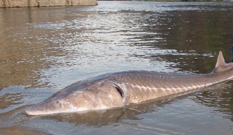 本栖湖の未確認生物モッシーの正体は！？