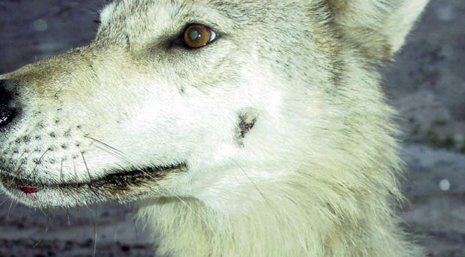 ベアウルフと言う名の未確認生物について