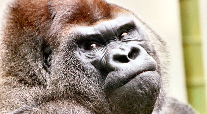 サスカッチとビッグフットの関係は