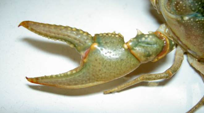 摩周湖にマッシーは存在するか！？湖底で見つかった足跡