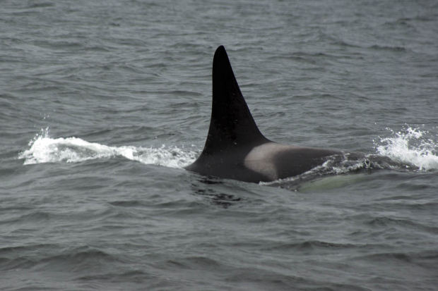 アルラホエールと言う名のアデン湾に住むUMA