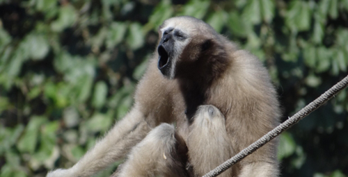 マレーシアのゴム園に現れた気持ち悪い獣人