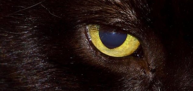 ボルトンの獣が貯水池の近くで目撃された