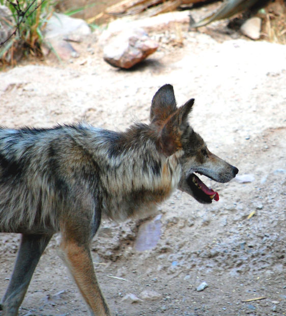 「犬を連れ去る者」シュンカ・ワラキンとは