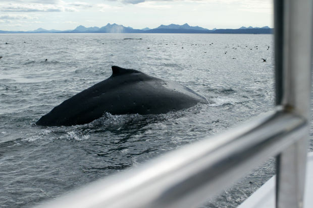 史上最大の大きさを誇るUMAブループ