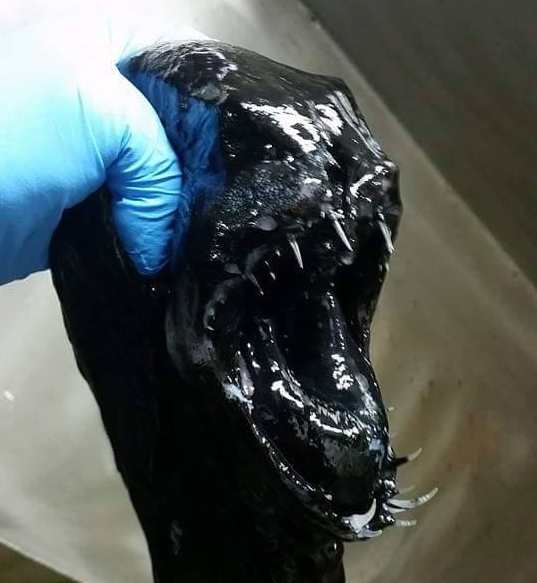 エイリアンにそっくりな未確認生物が釣り上げられた