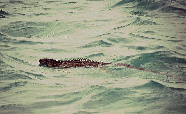 洞爺湖のトッシーは実在するか！？