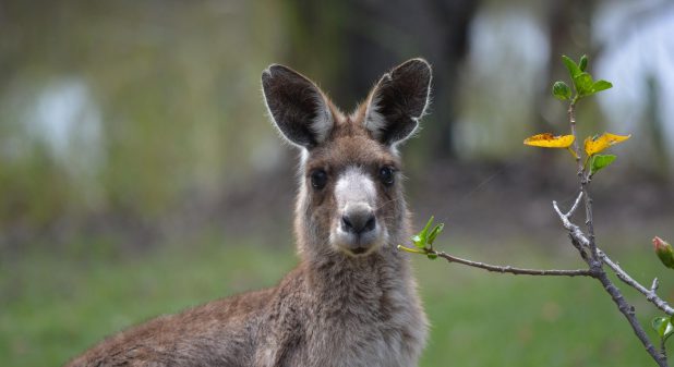 カンガルーの様なUMAヴィルコ・モンスター