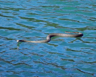 ノルウェー最大の淡水湖に潜むミエーサ
