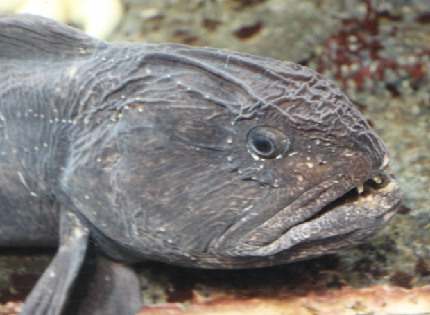 川に潜むサーペント？ピナトゥボ・モンスター