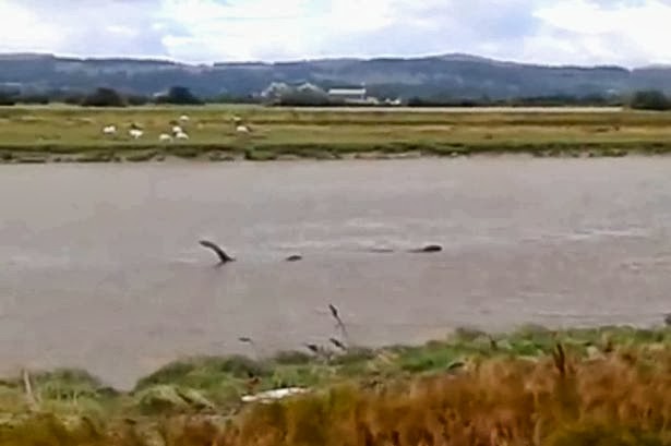 ネッシーに激似！タイのピンシー