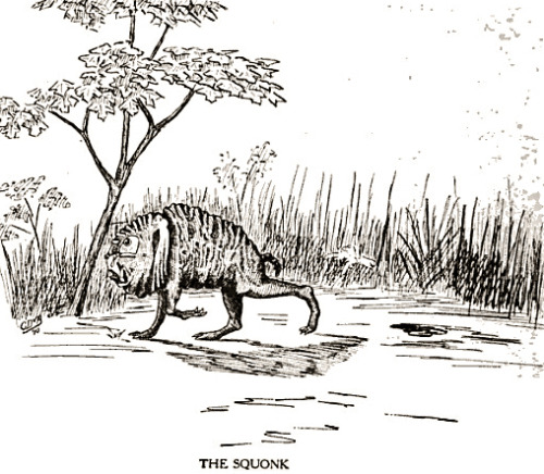 自分の涙で溶けてしまうUMAスクォンク