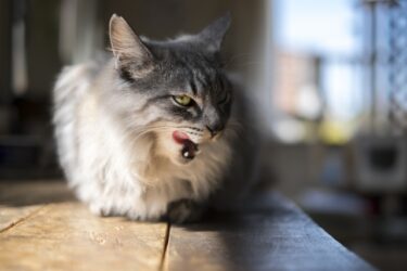 【猫鬼】古代中国の最凶呪術